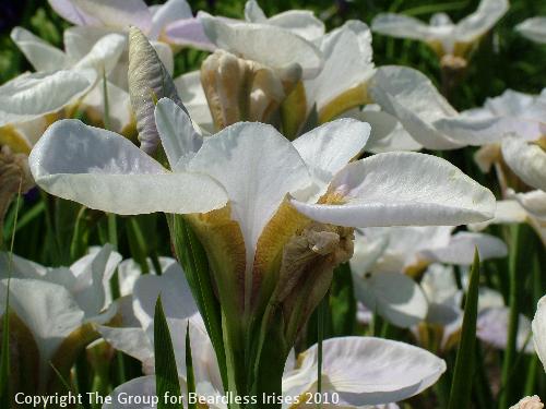 Simple Gifts 4
